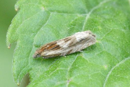 Réf. 231 520 : Eucosma sp.